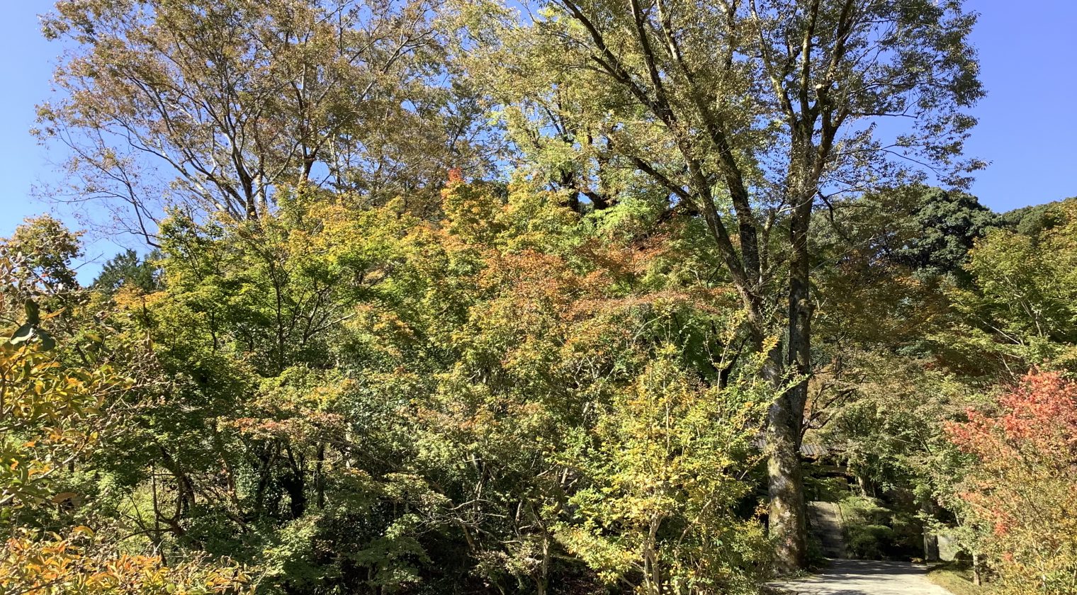 秋　今朝の新宮禅寺の森