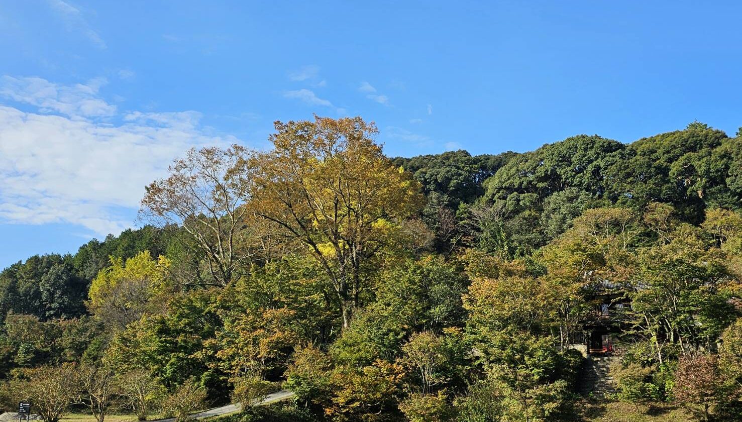 朝の紅葉