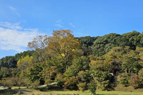 朝の紅葉