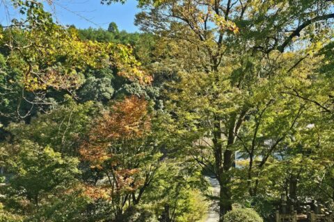 新宮禅寺の森