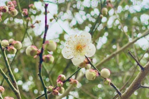 球磨禅心生活の梅の花が咲きました