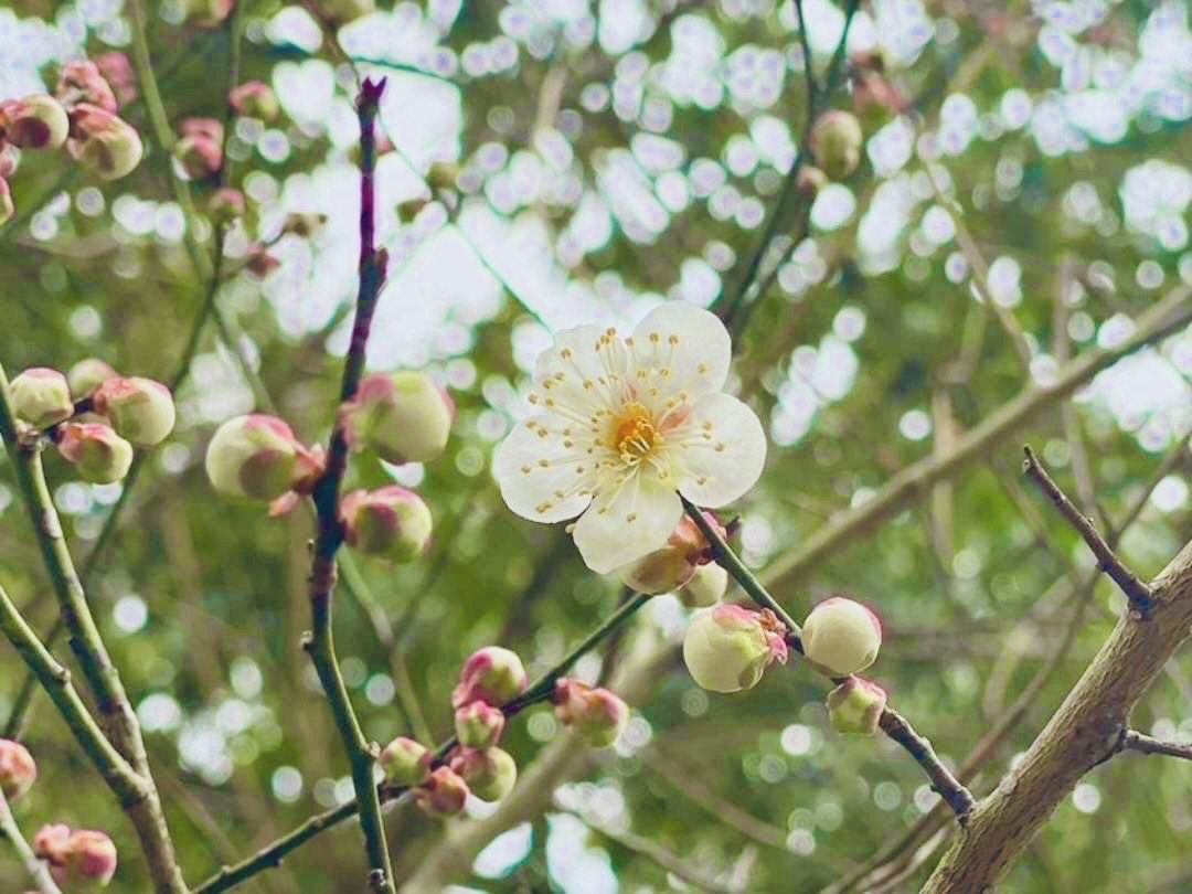 球磨禅心生活の梅の花が咲きました