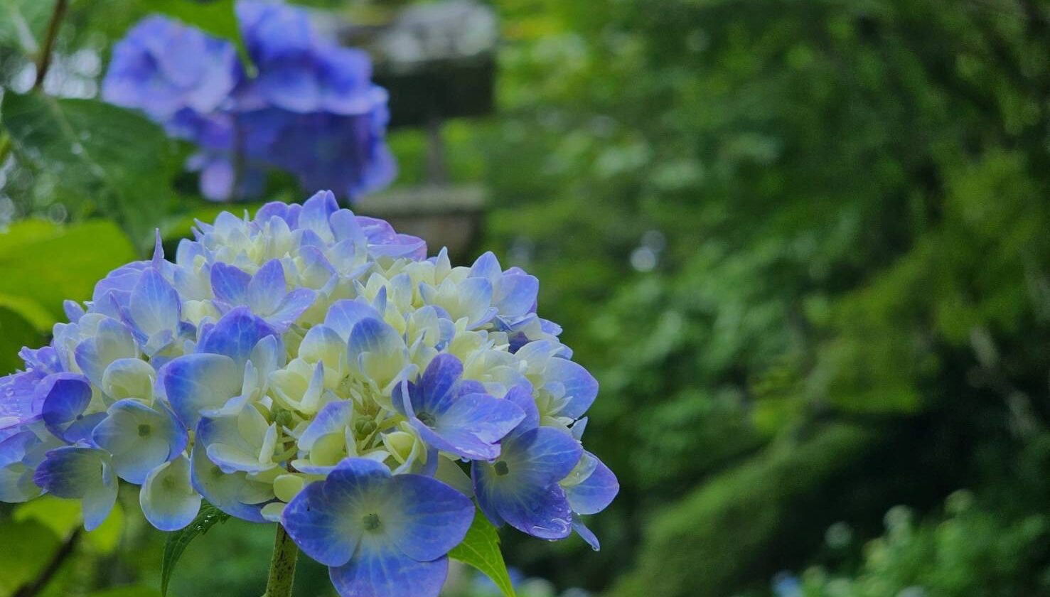今年の紫陽花