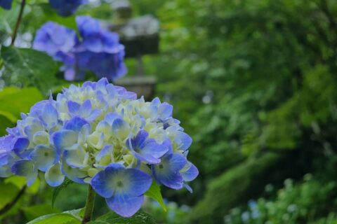 今年の紫陽花
