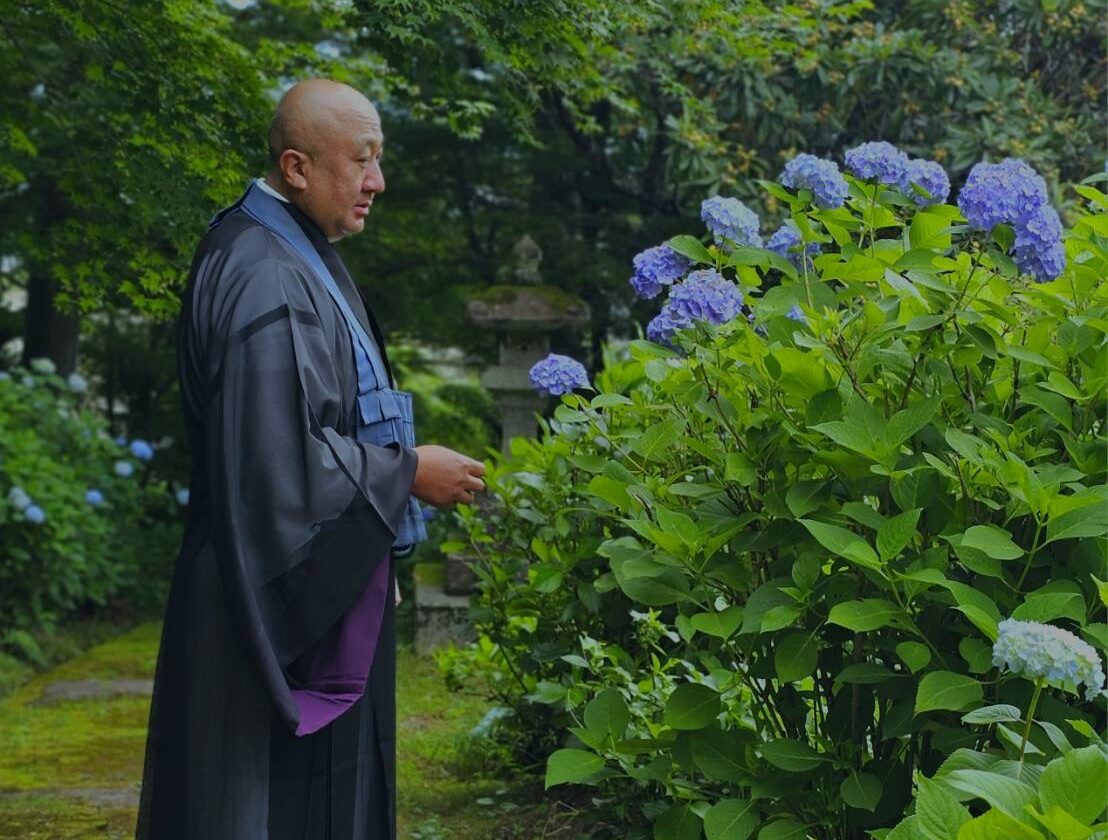 「山紫陽花　ヤマアジサイ」