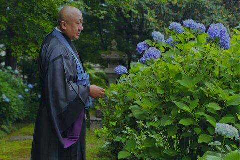 「山紫陽花　ヤマアジサイ」